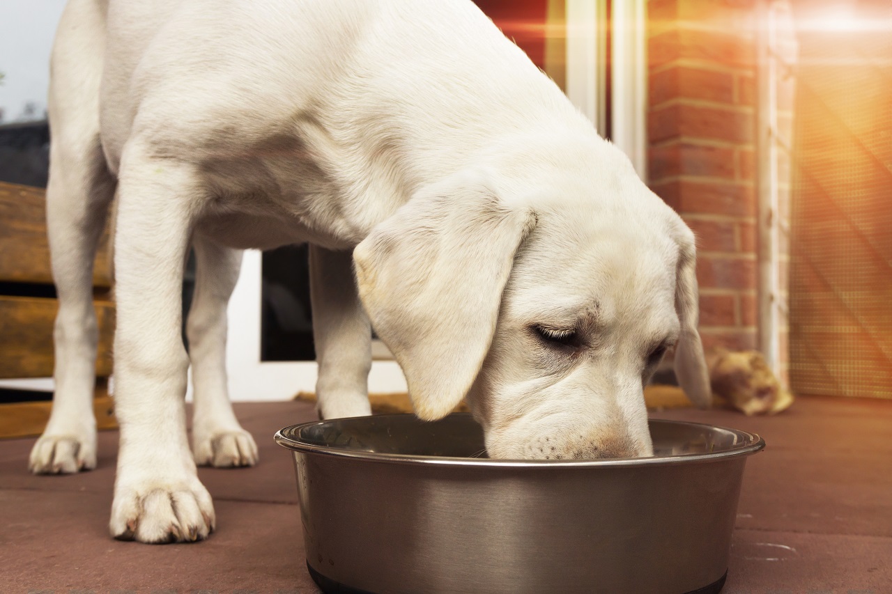 Dlaczego warto wzbogacić dietę psa o dodatkowe suplementy?