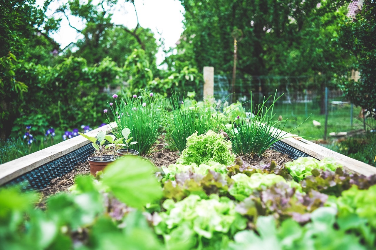 Agrowłóknina w ogrodzie – do ochrony i do ściółkowania